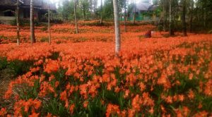Taman Bunga Amarilis, Jogja