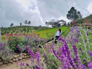 Taman bunga Sapo Juma, Sumatera Utara