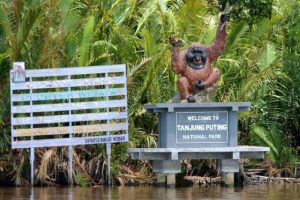 Taman Nasional Tanjung Puting, Pangkalan Bun